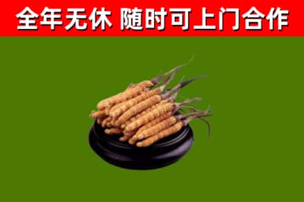 河源市回收散虫草