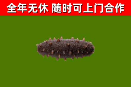 河源市回收海参干